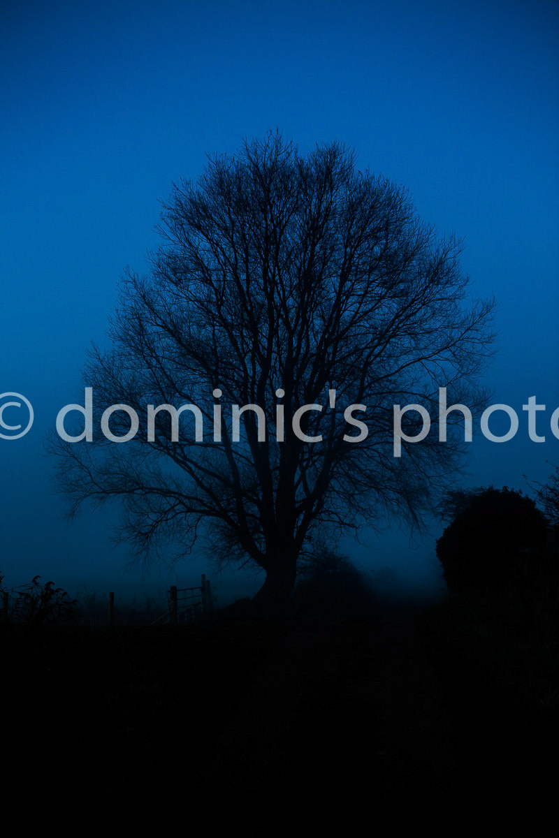 Gillingham tree