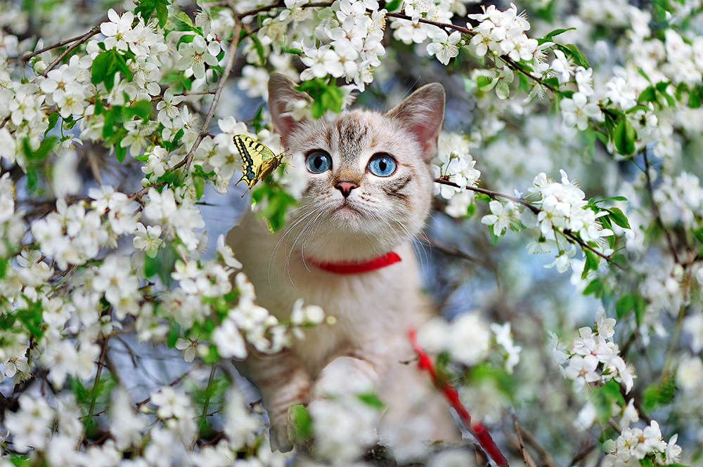 Dogwood Kitty