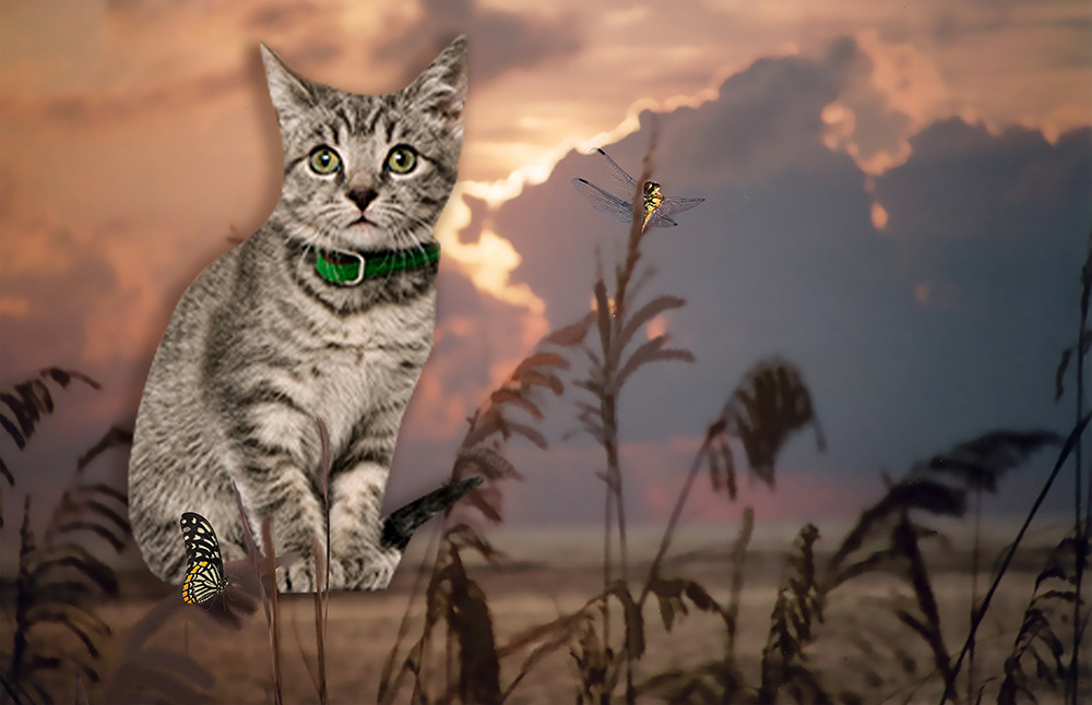 Dune Kitty
