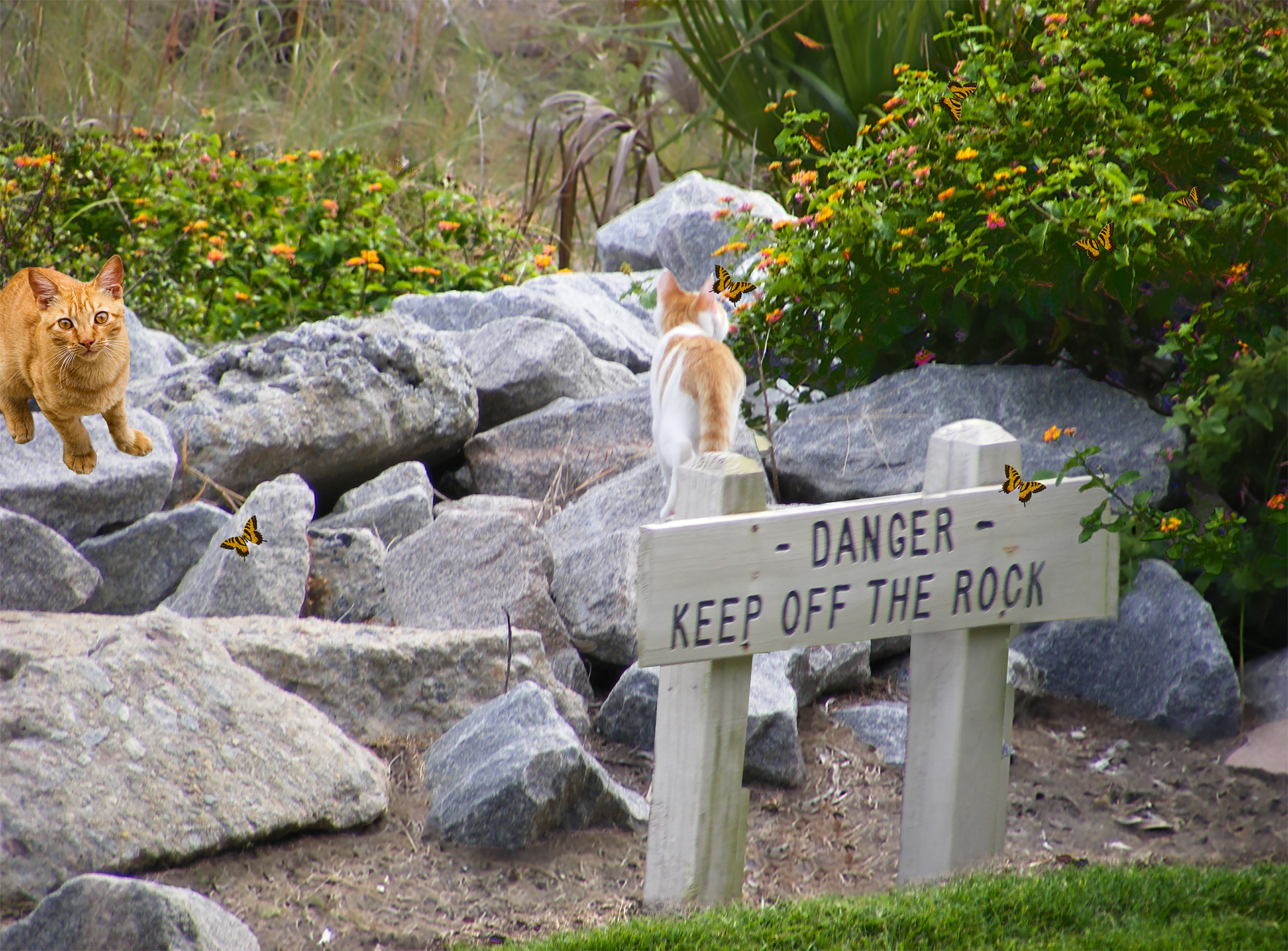 Kitty On The Rocks