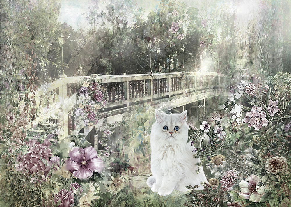Kitty By The Bridge