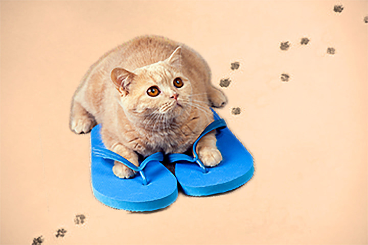 Sandals Kitty