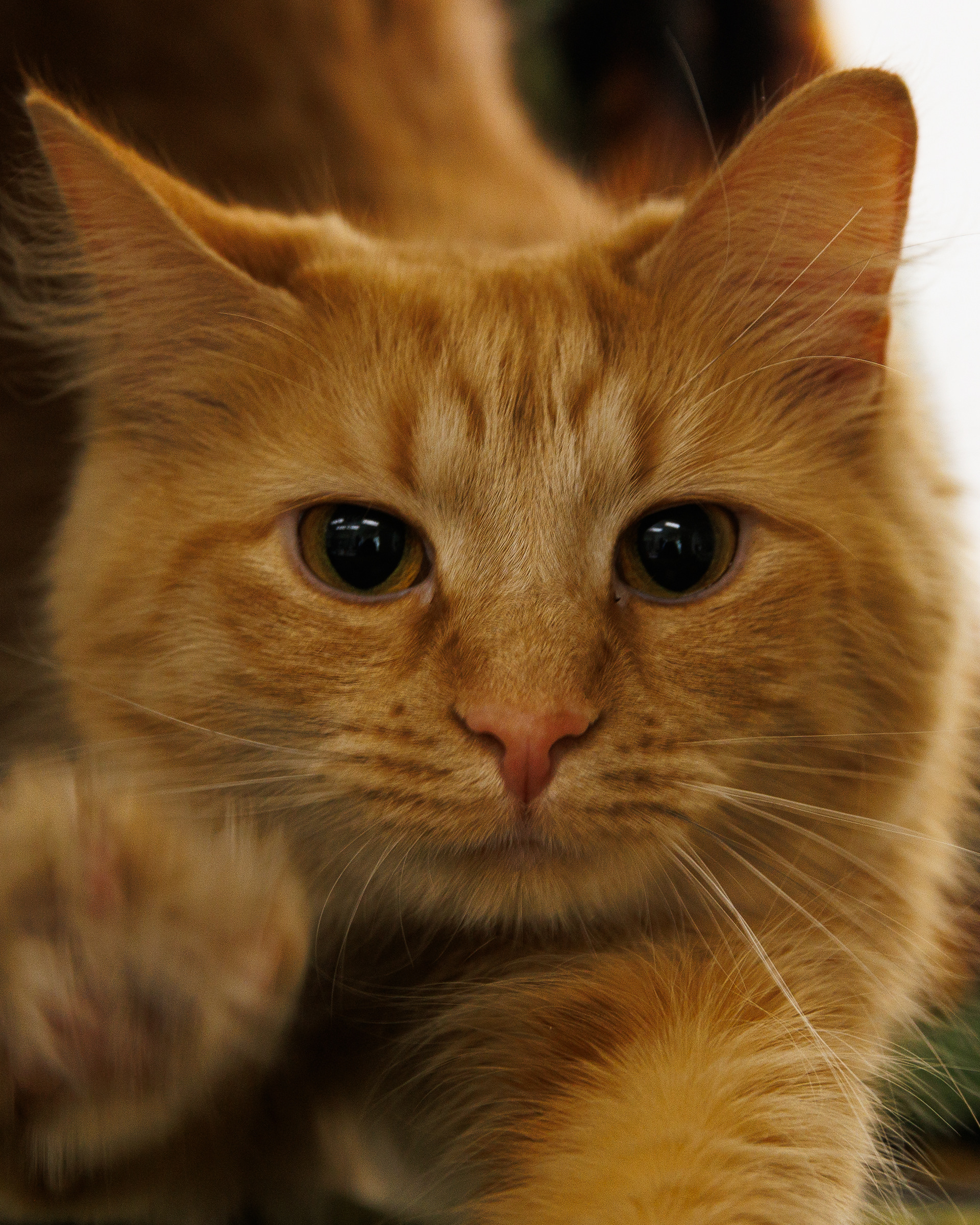 Tangerine