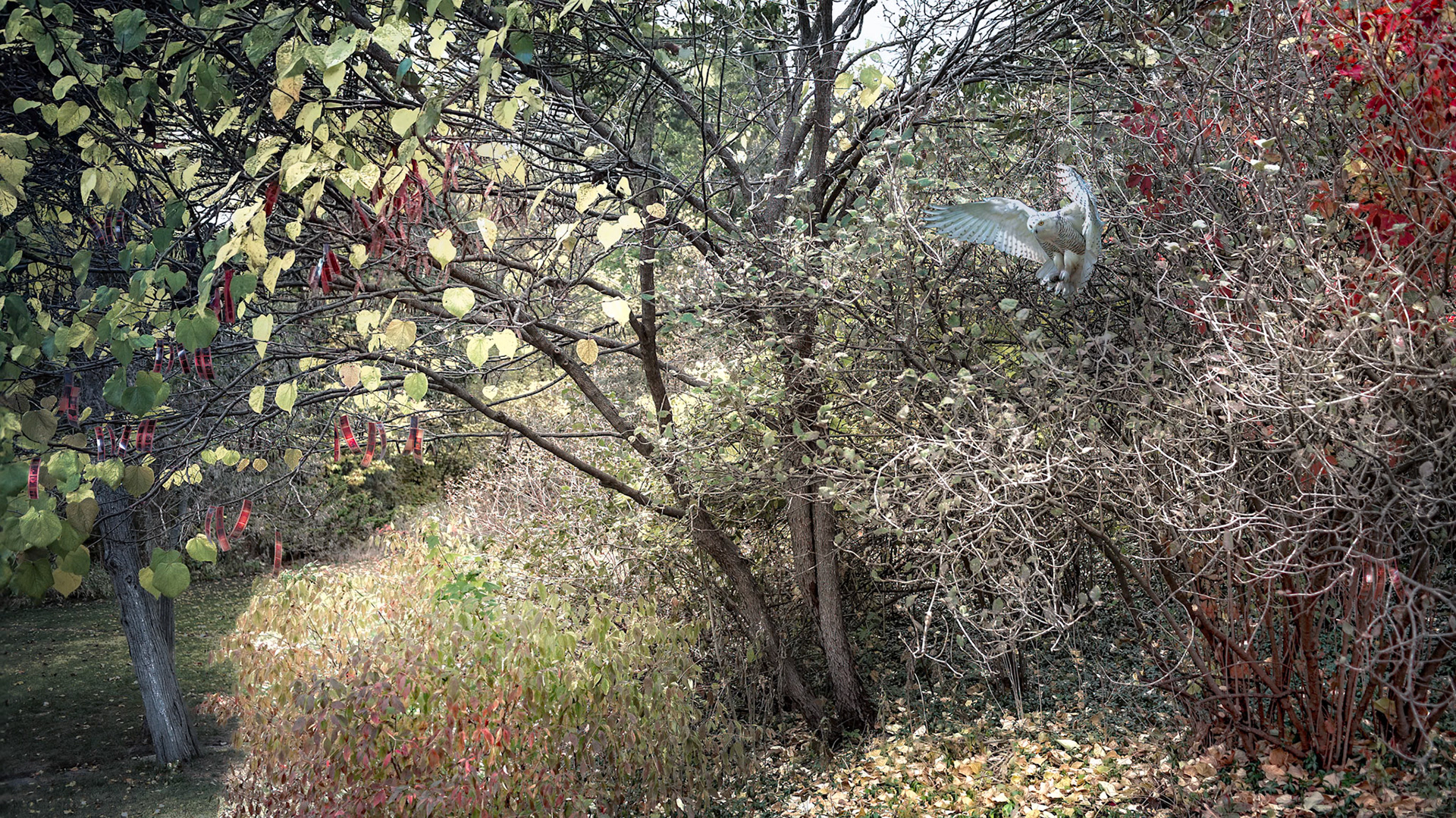 Film Tree