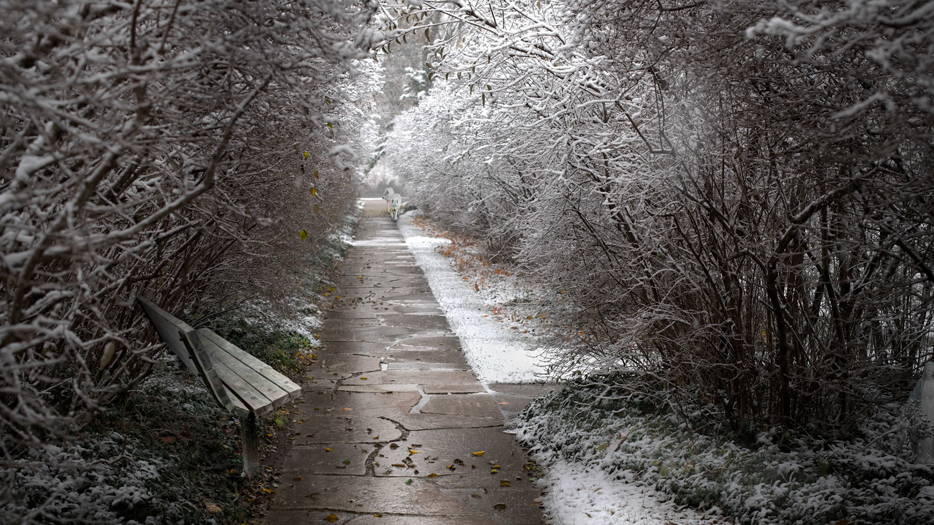 Snow Wolf Path