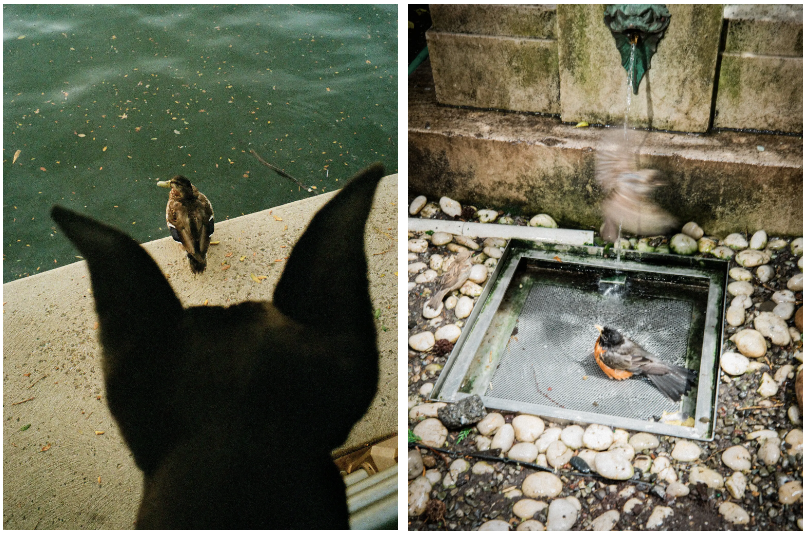 Sinna Nasseri for The New York Times. For the Birds. (2022)