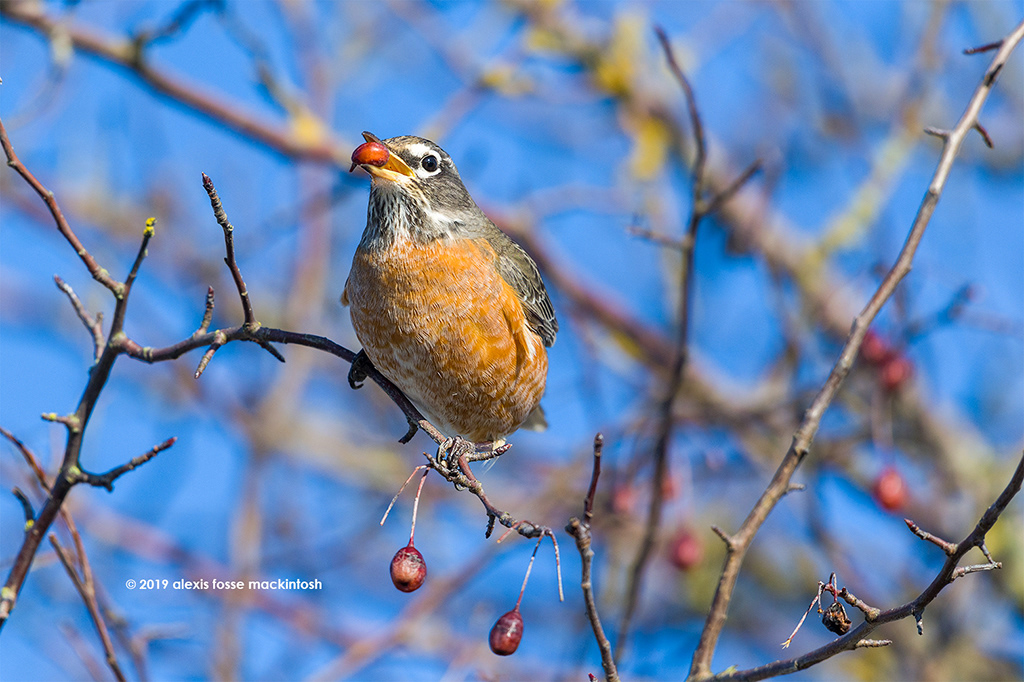 2019 - an American robin enjoys a winter berry