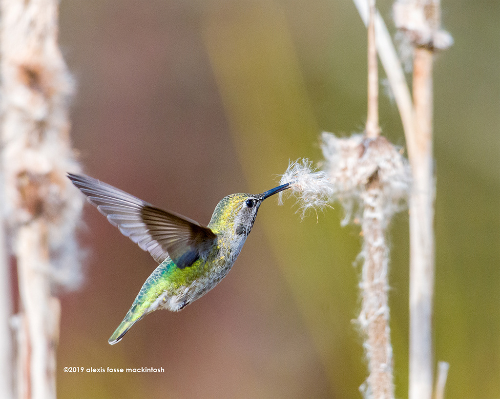 The Anna's Hummingbirds are back for spring 2019