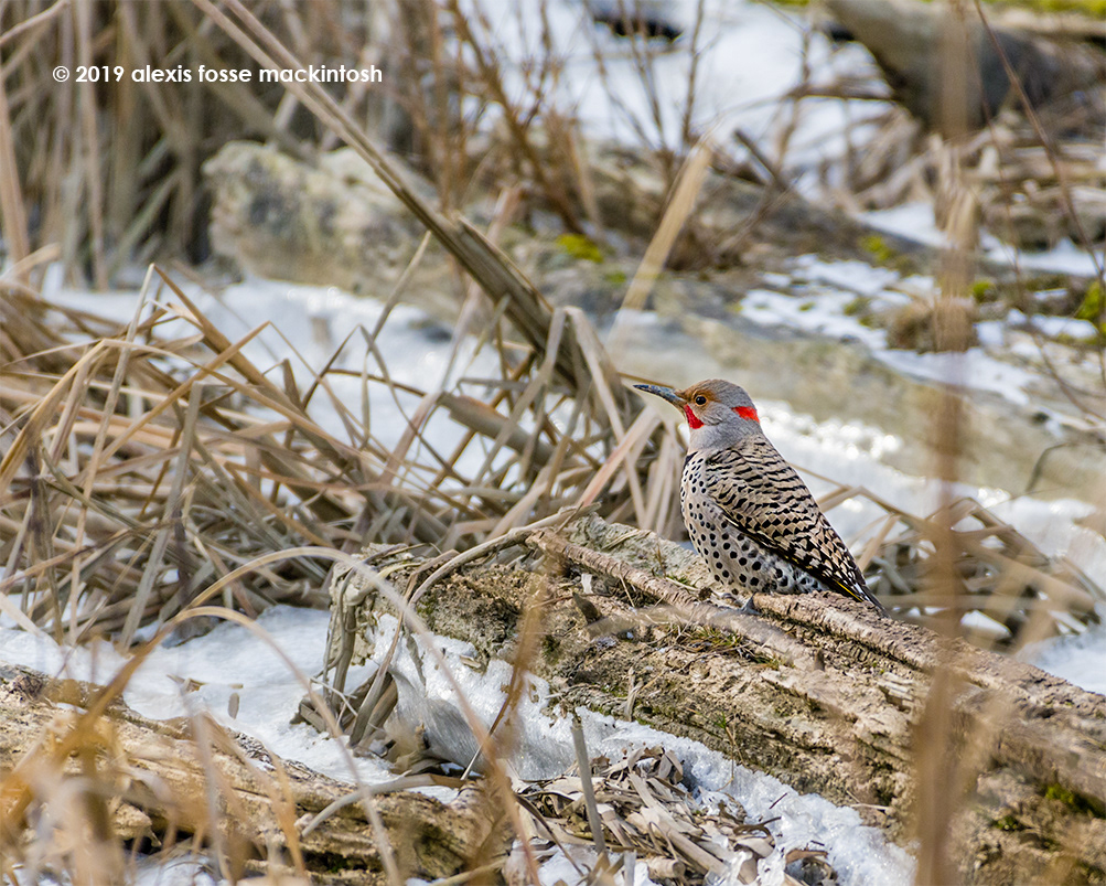2019 - The frozen salt marsh is a nice place for this northern flicker to hunt for bugs.