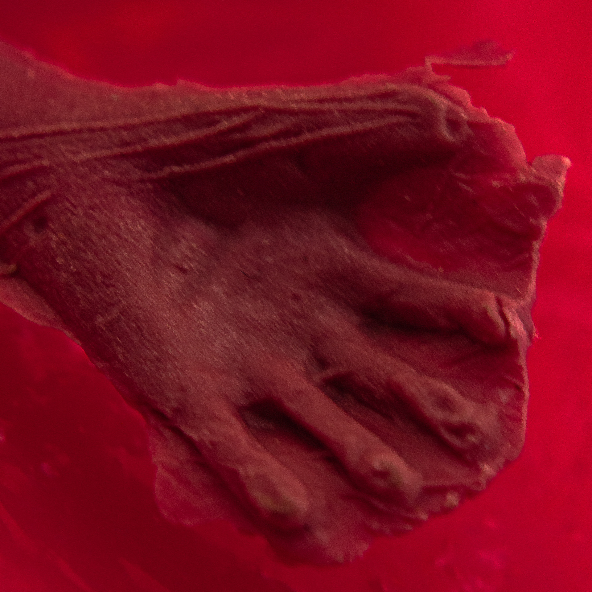 Pez rojo