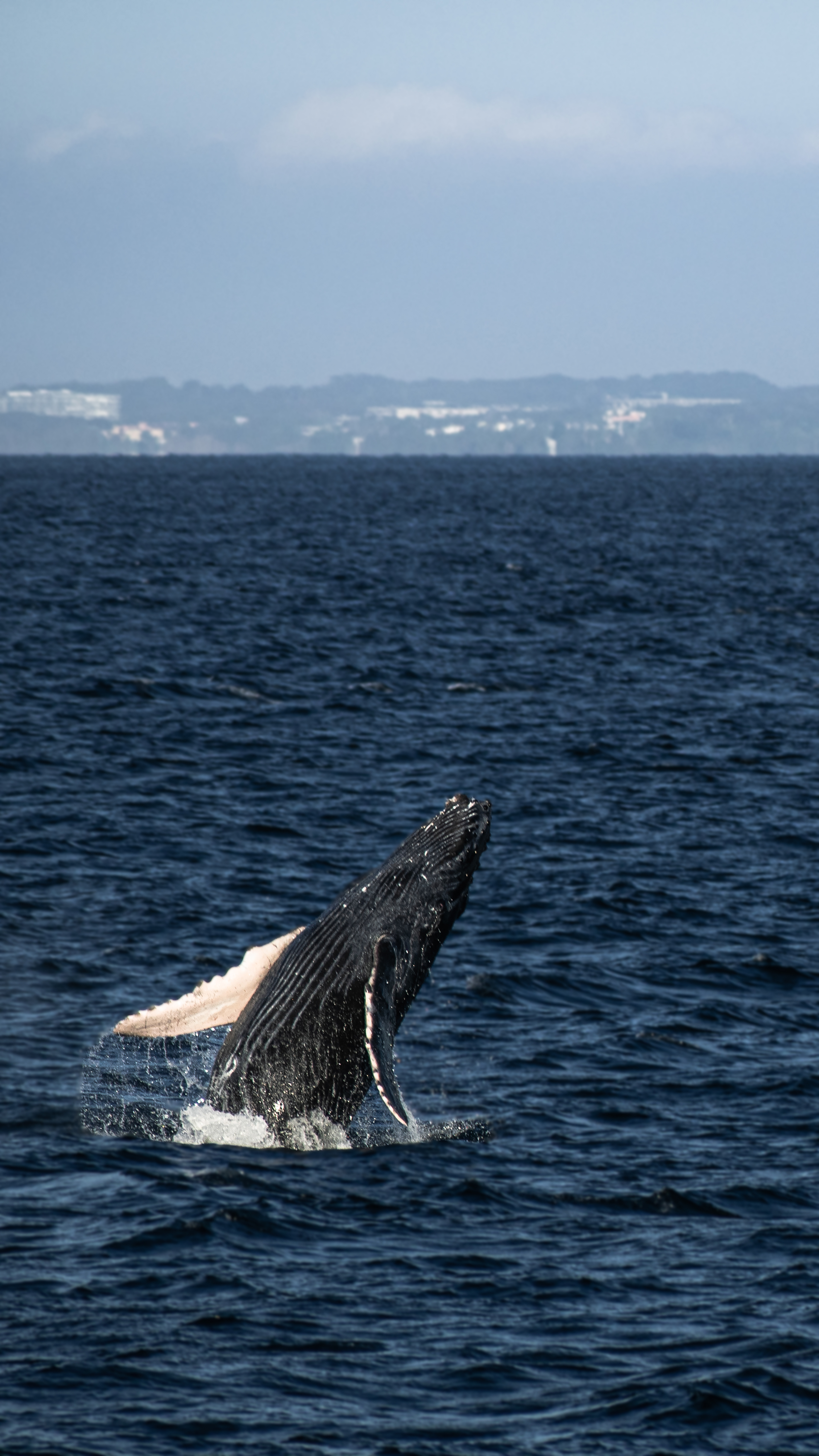 Ballenas (2023) - ballenato 2