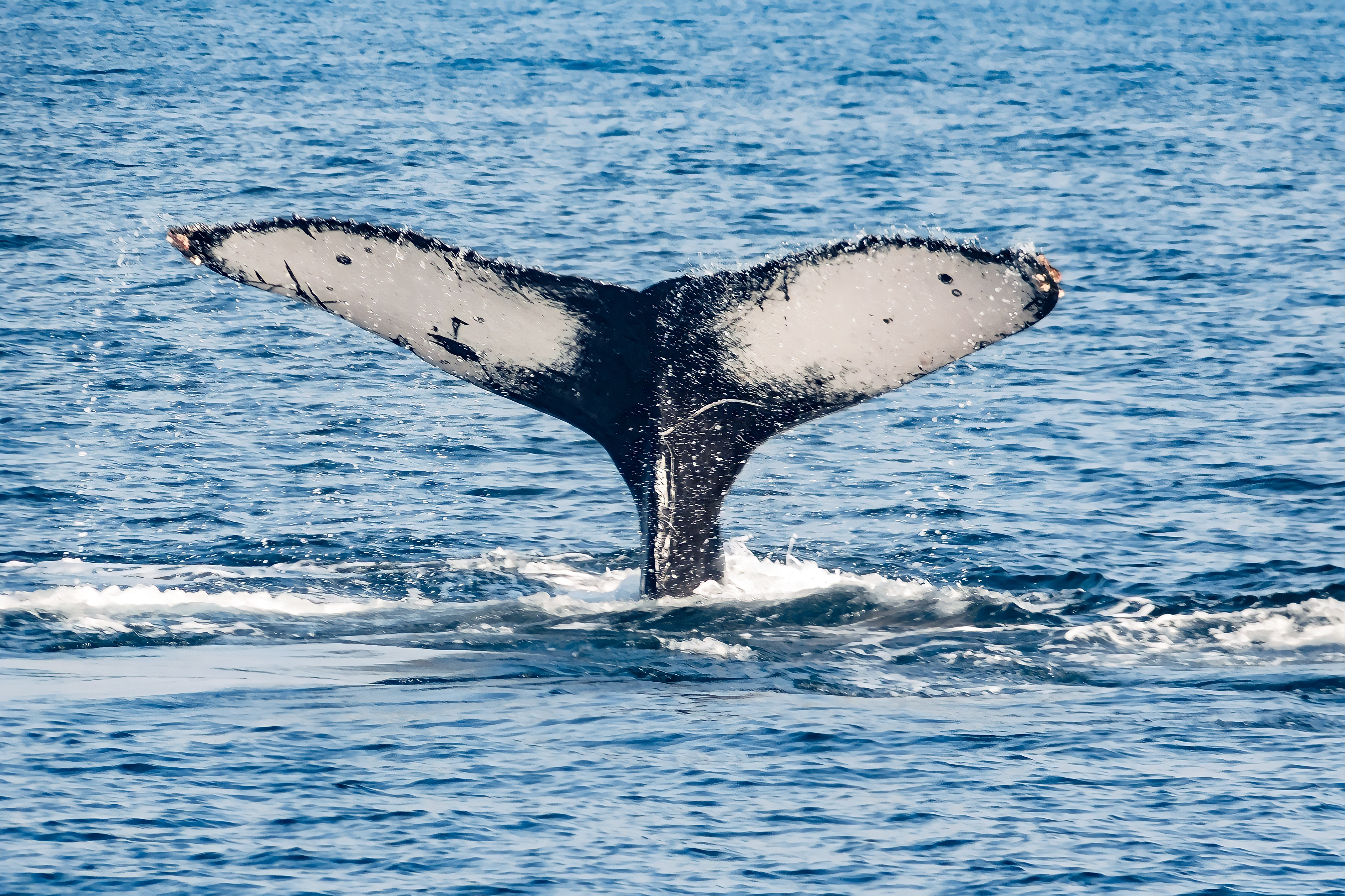 Ballenas (2018) - cauda 2