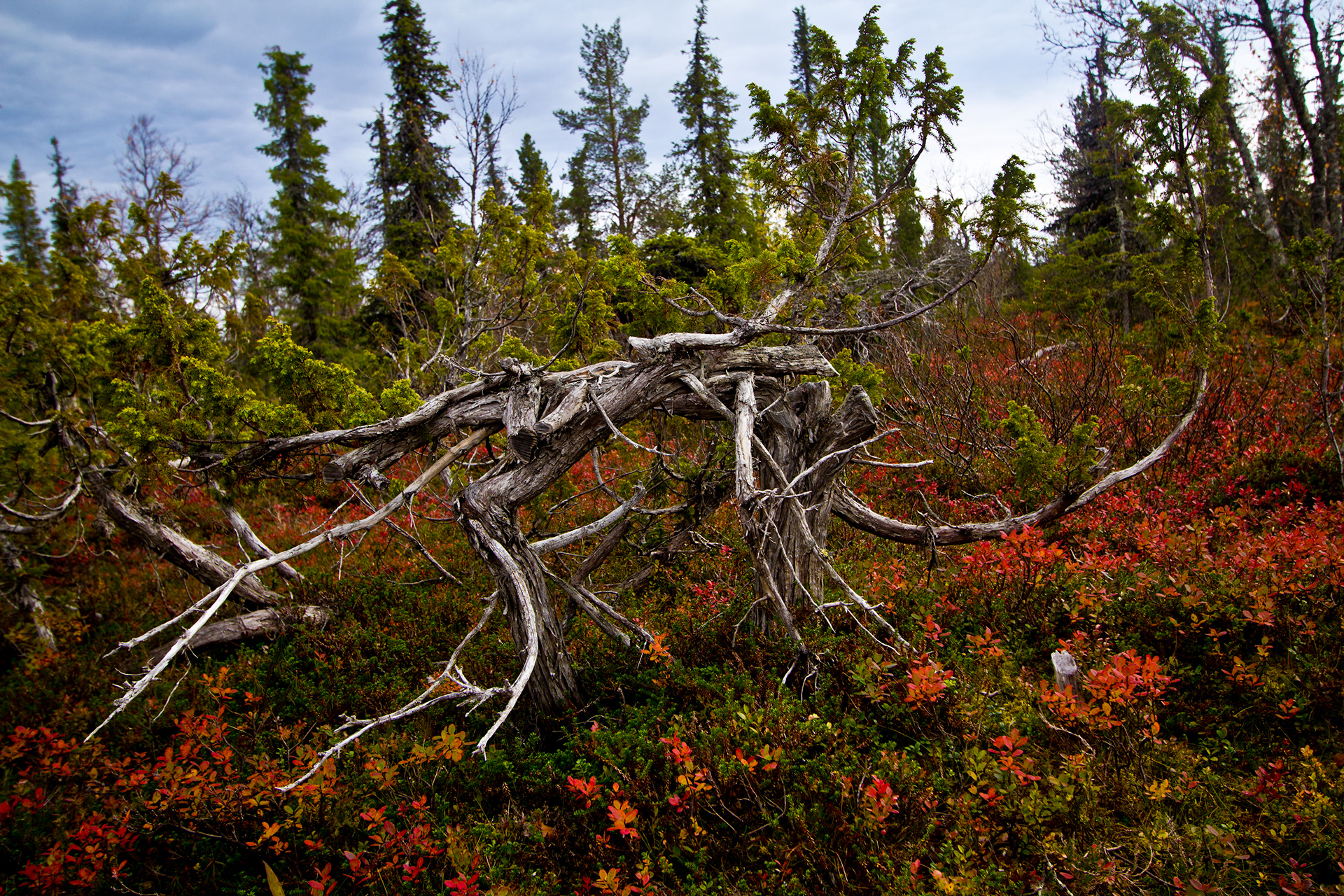 Kuusamo 2015