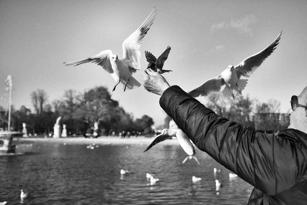 Merci de ne pas nourrir les oiseaux au sol
