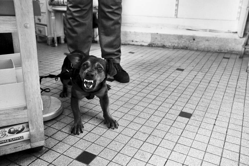 Les petits gueulent toujours plus fort