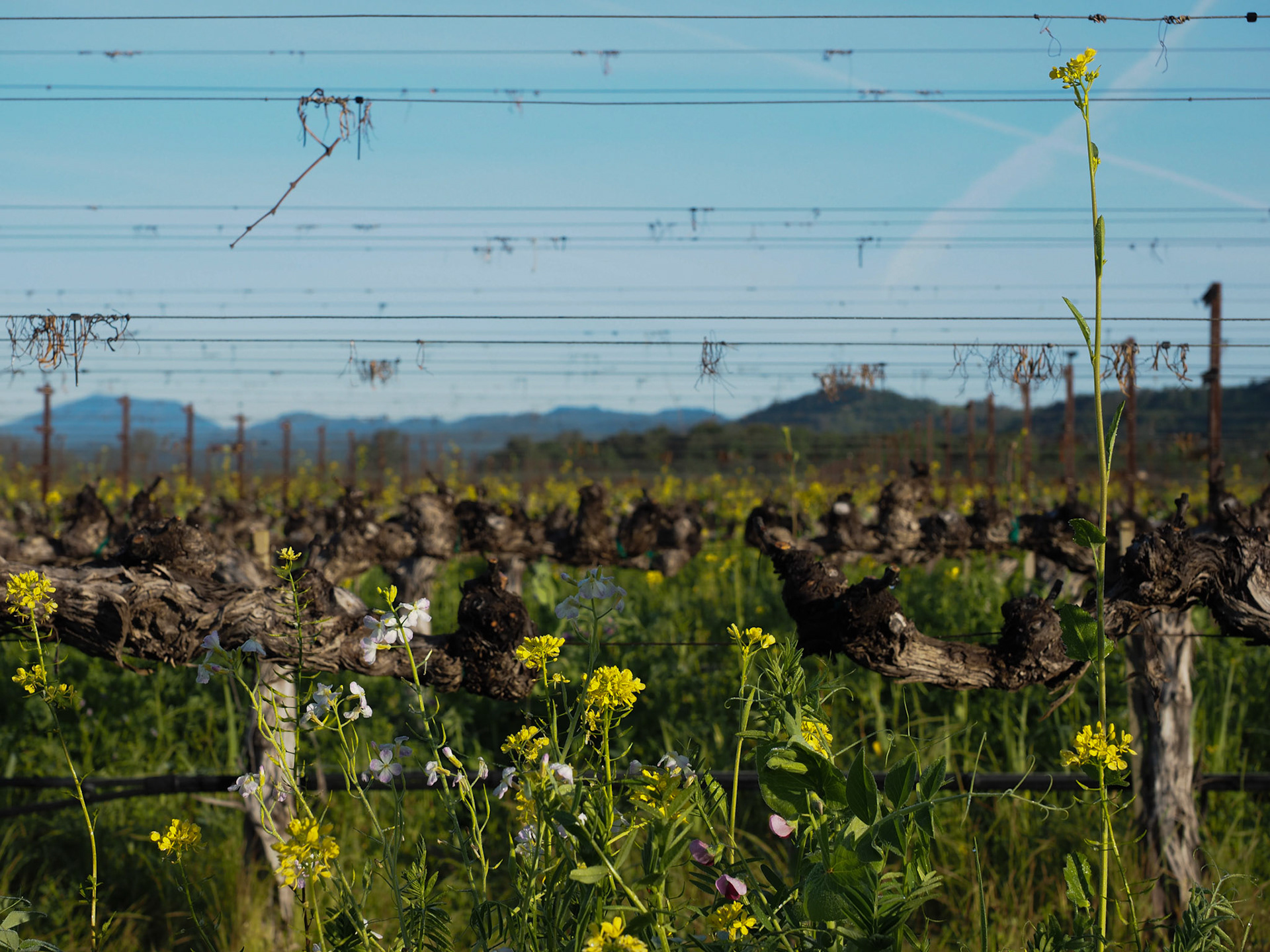 Spring cover crop in flower