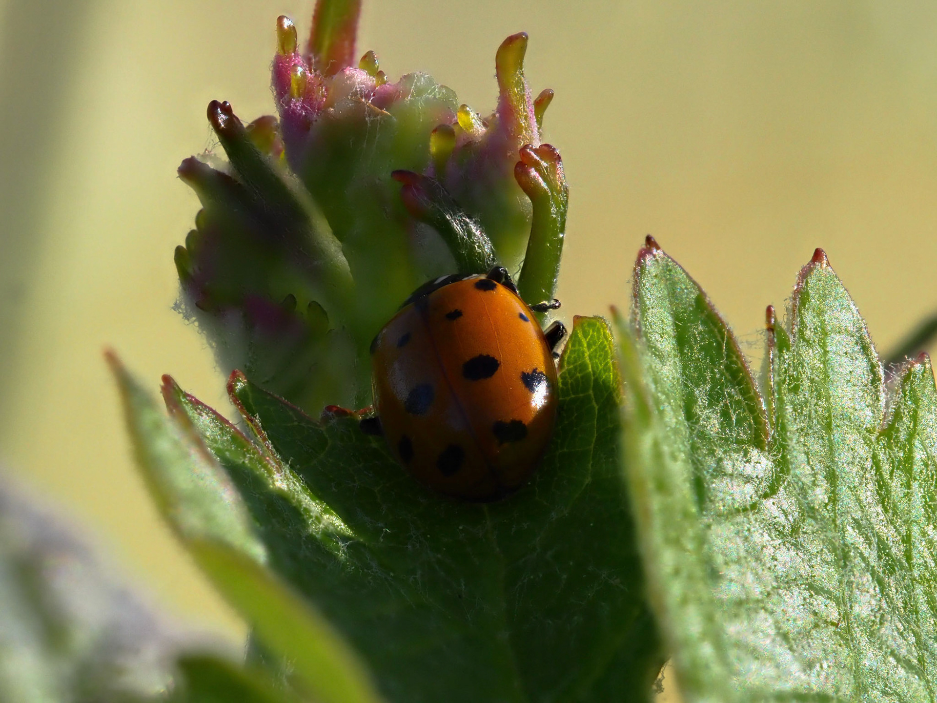 Prey: Aphids, Leafhopper Nymphs,