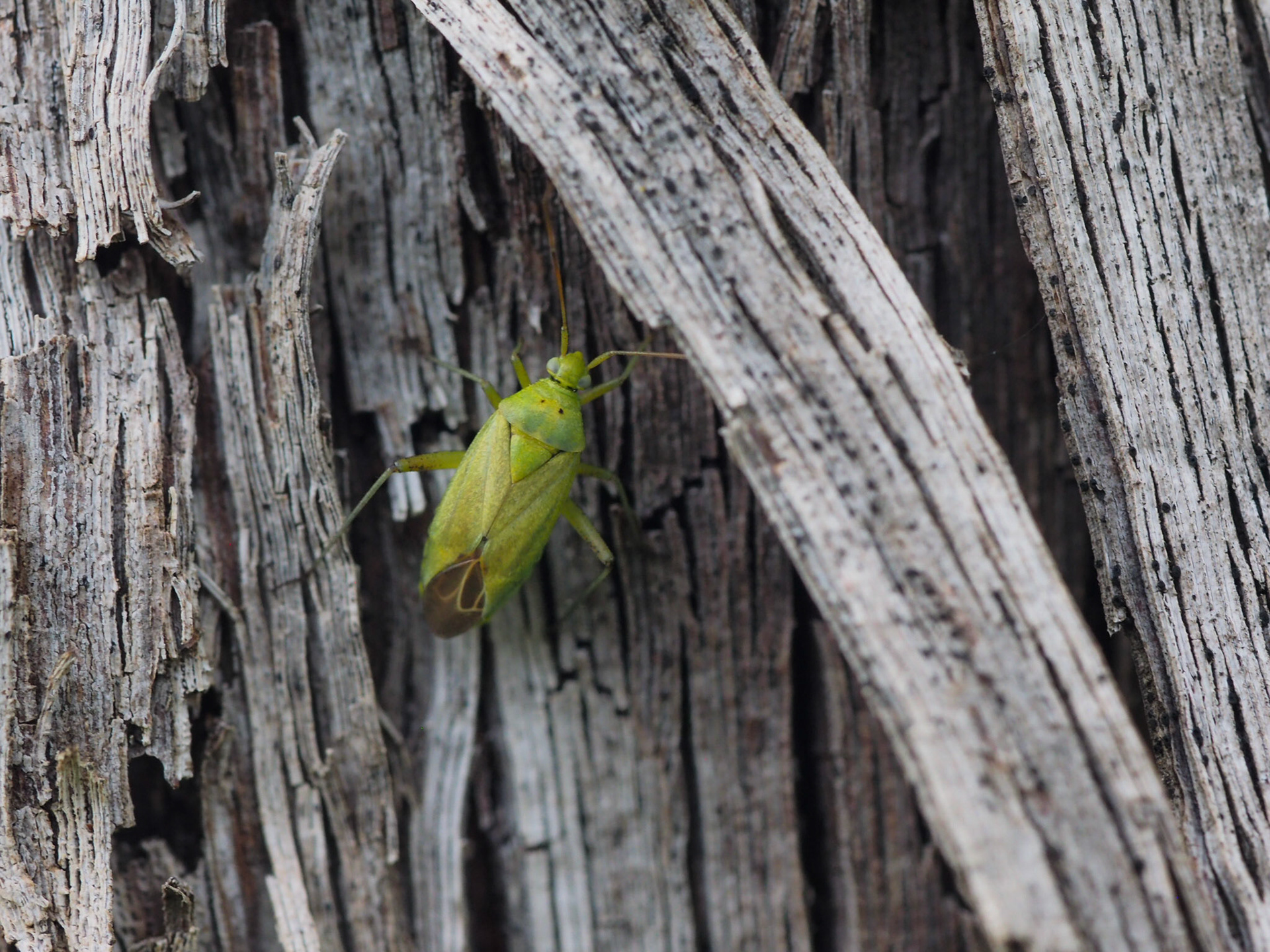 Vine bark habitat