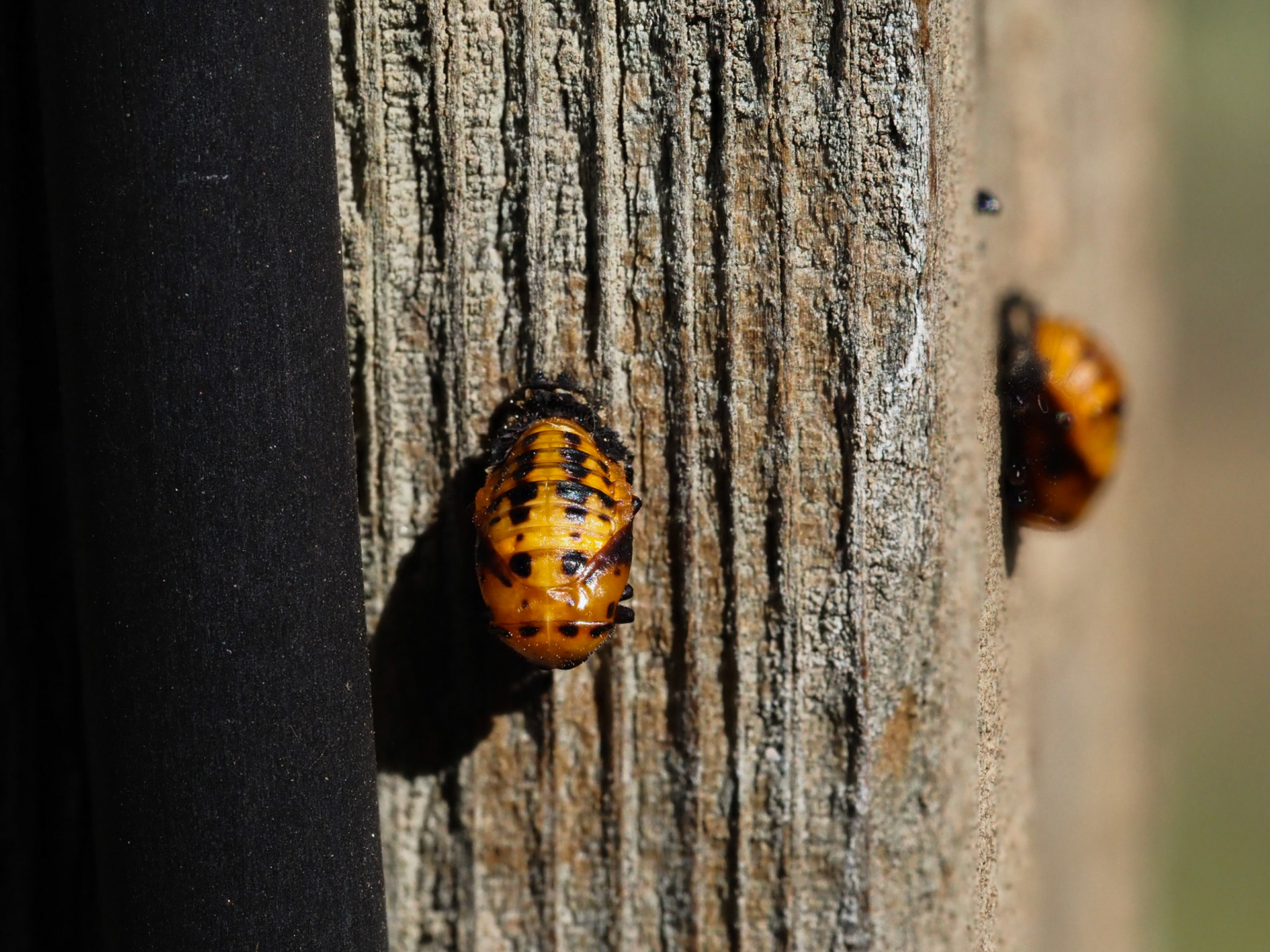 Pupation