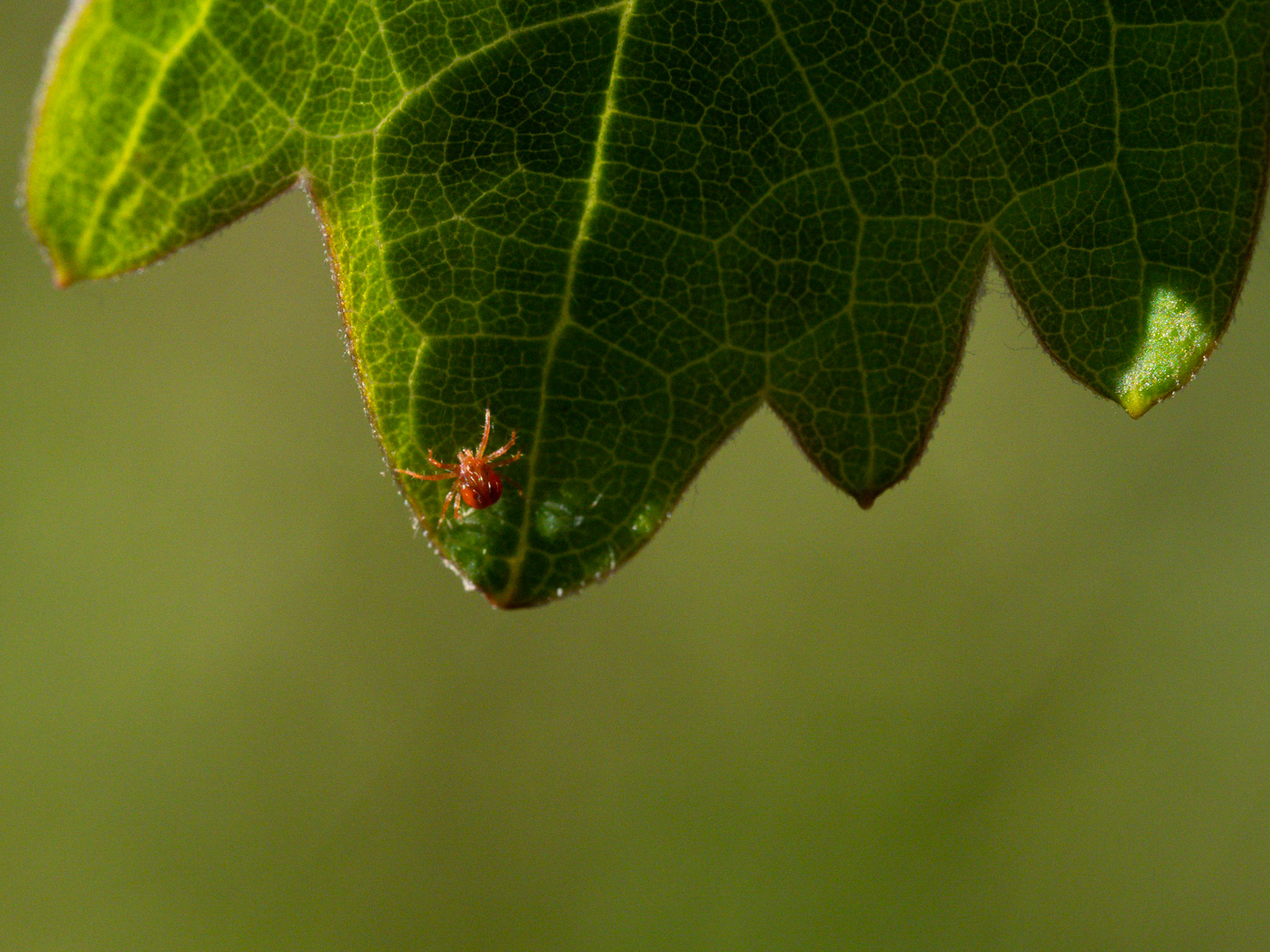 Prey: leafhopper nymphs, aphids