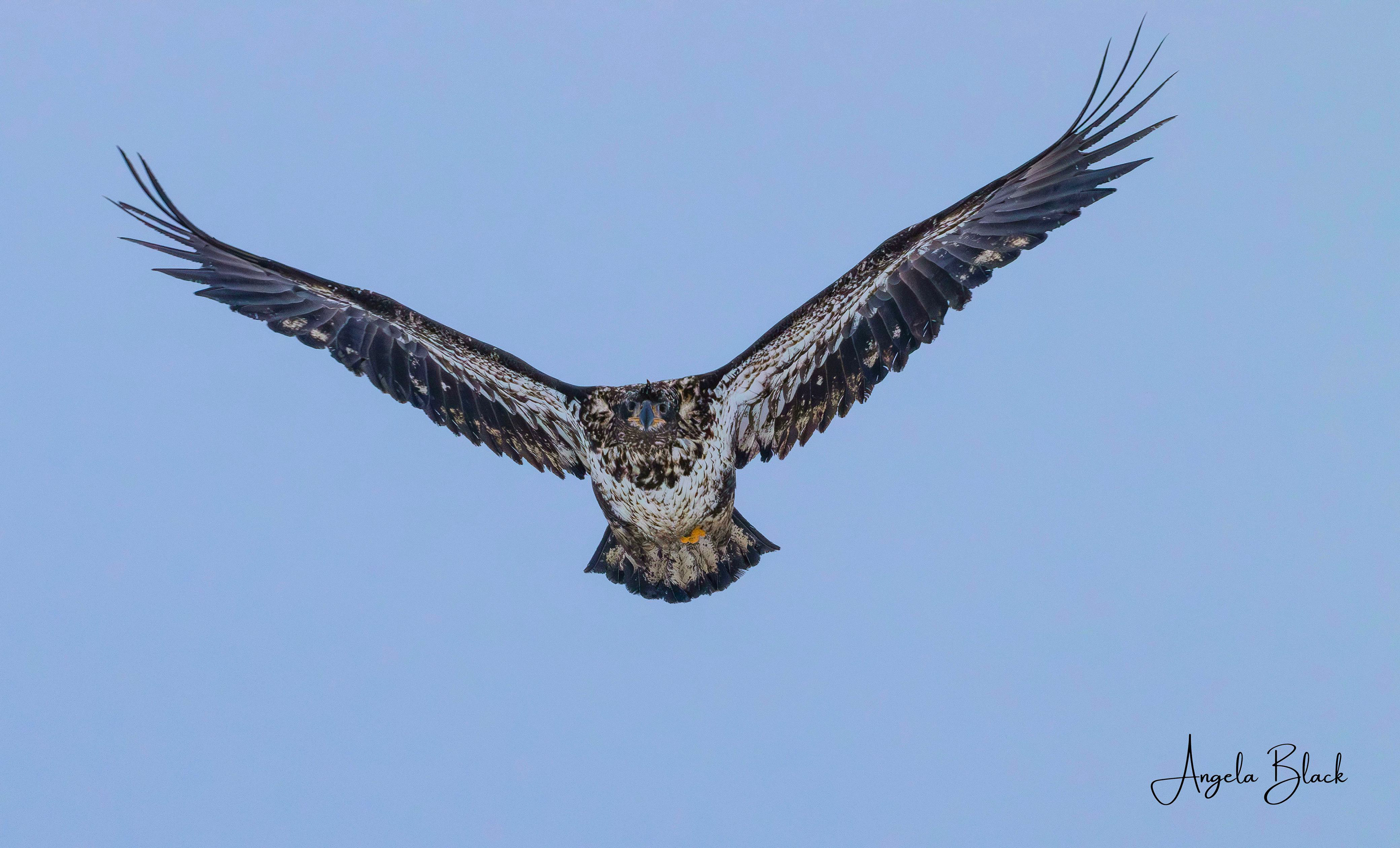 A Juvenile Bald Eagle