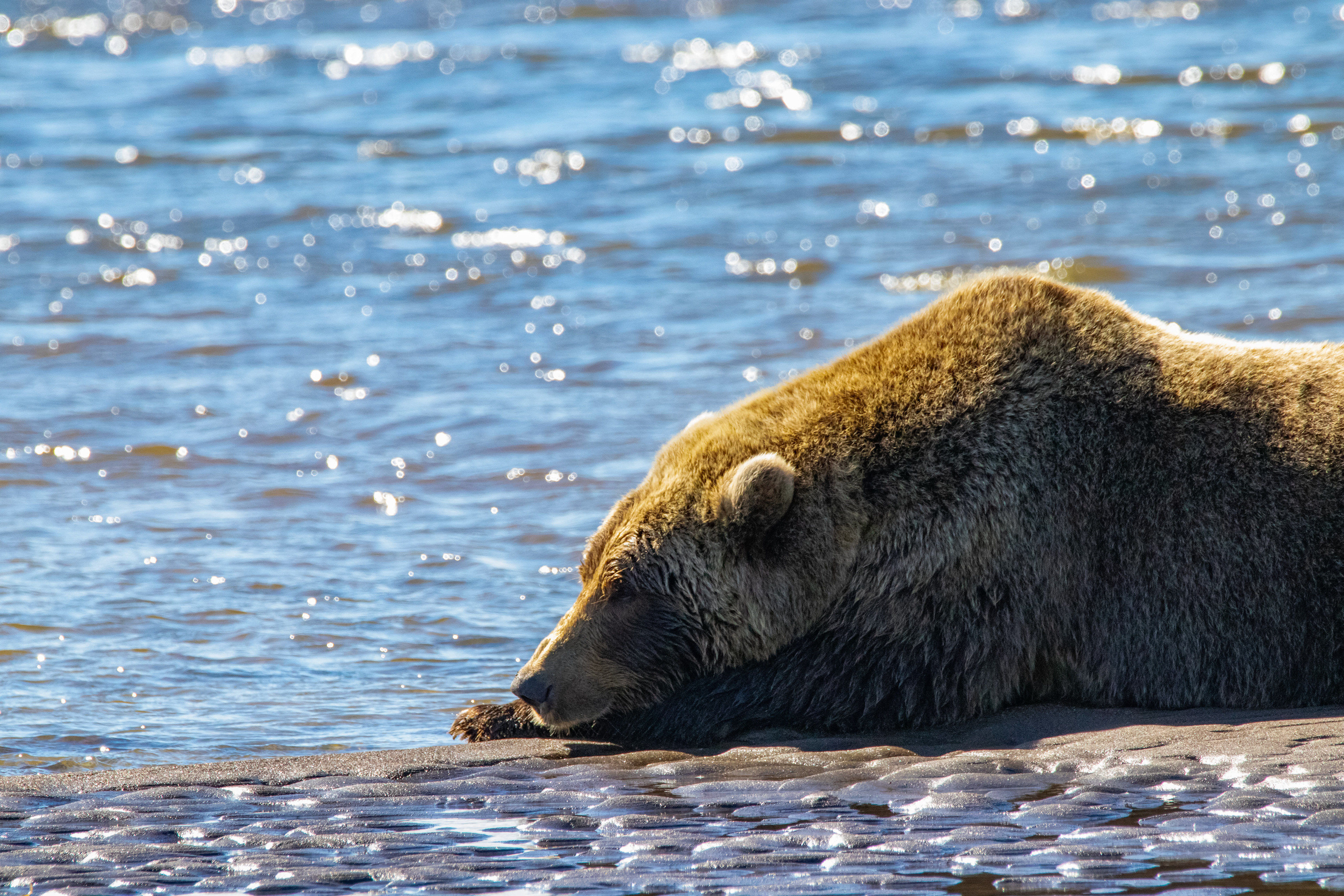 Brown Bear in Homer 