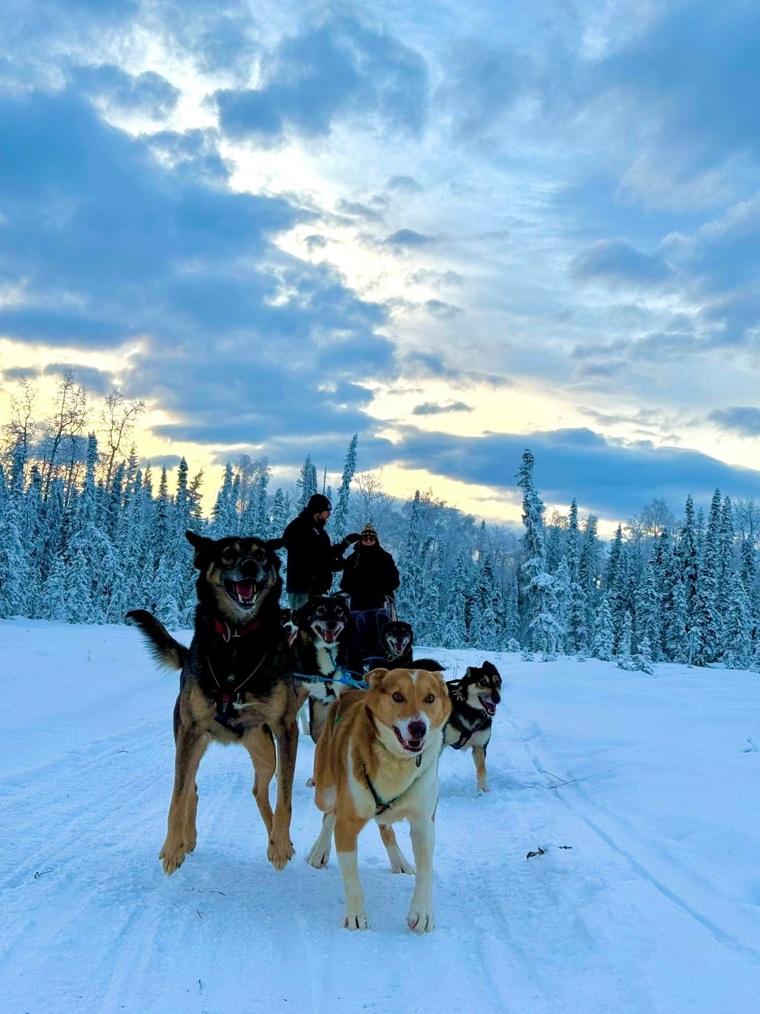 Dog Mushing 