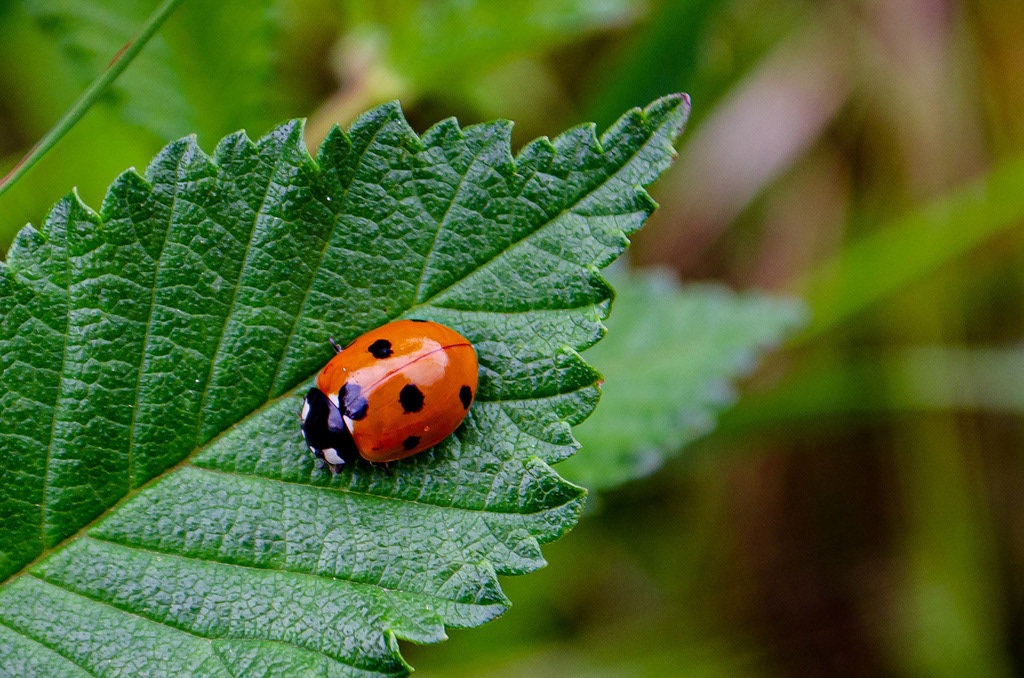 Une coccinelle à sept points