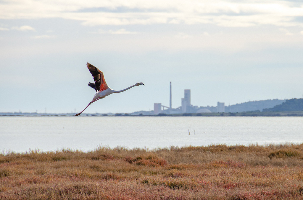 L'envol du flamant rose