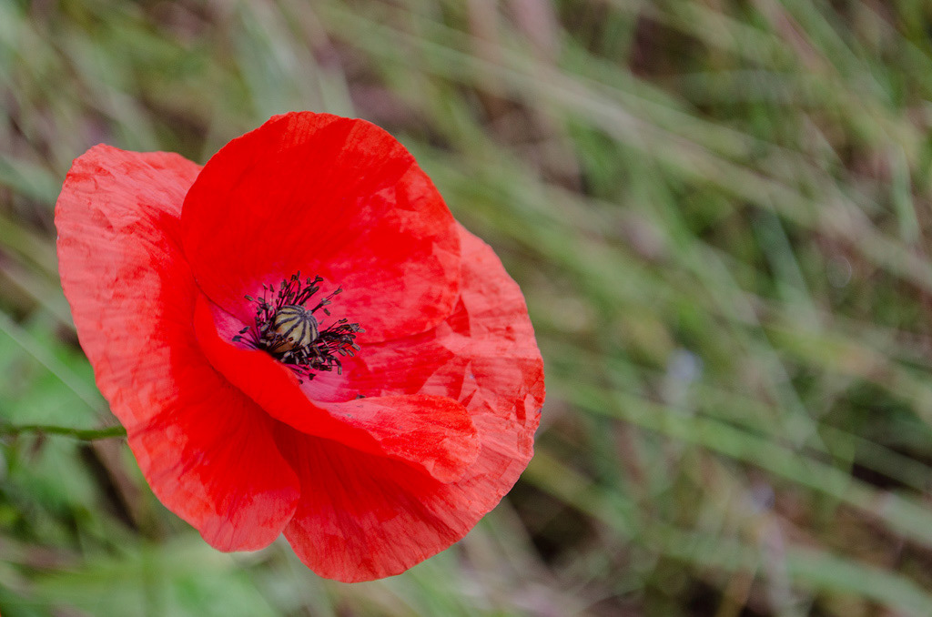 Un coquelicot du printemps