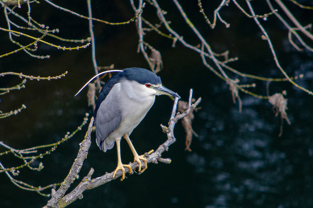 Un bihoreau gris en bord de Garonne