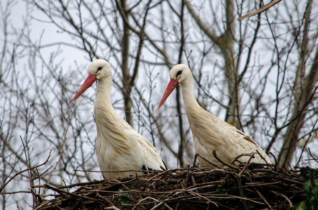Un couple de cicognes