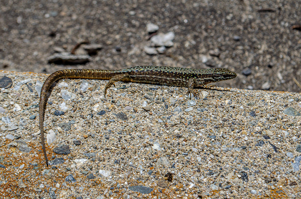 Un lézard des murailles