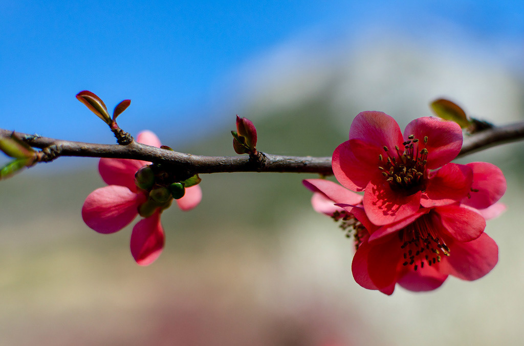 Des fleurs de cognassier du Japon