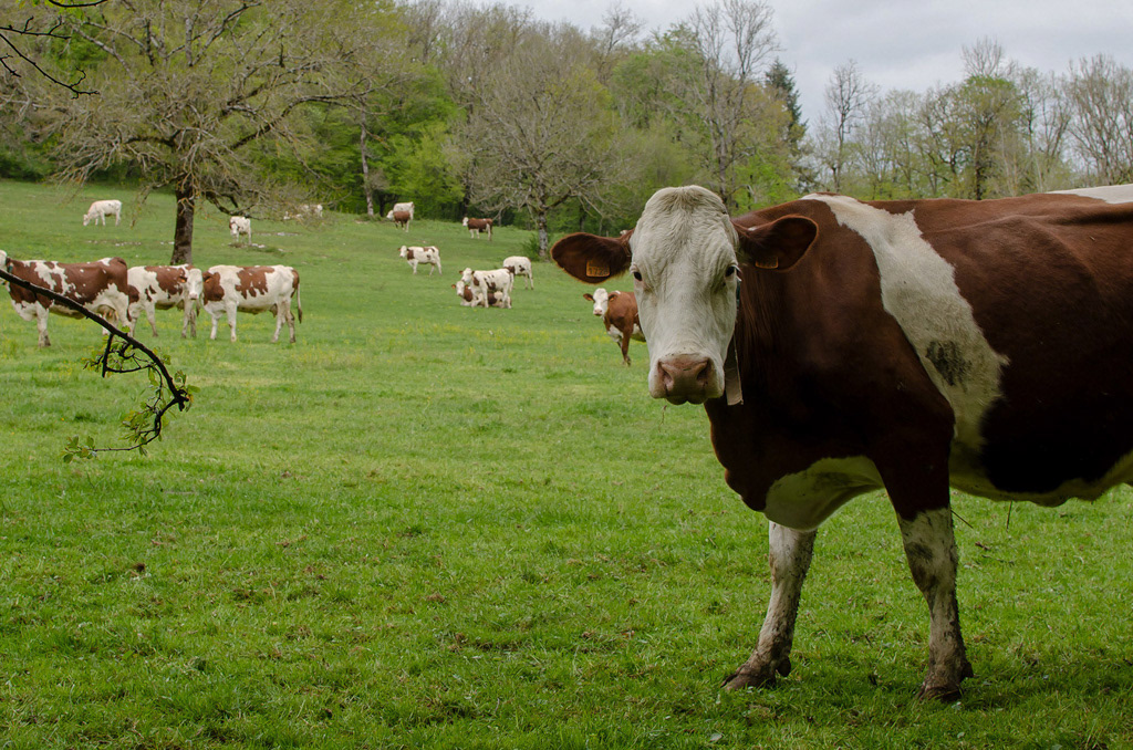 Une vache de race montbéliarde