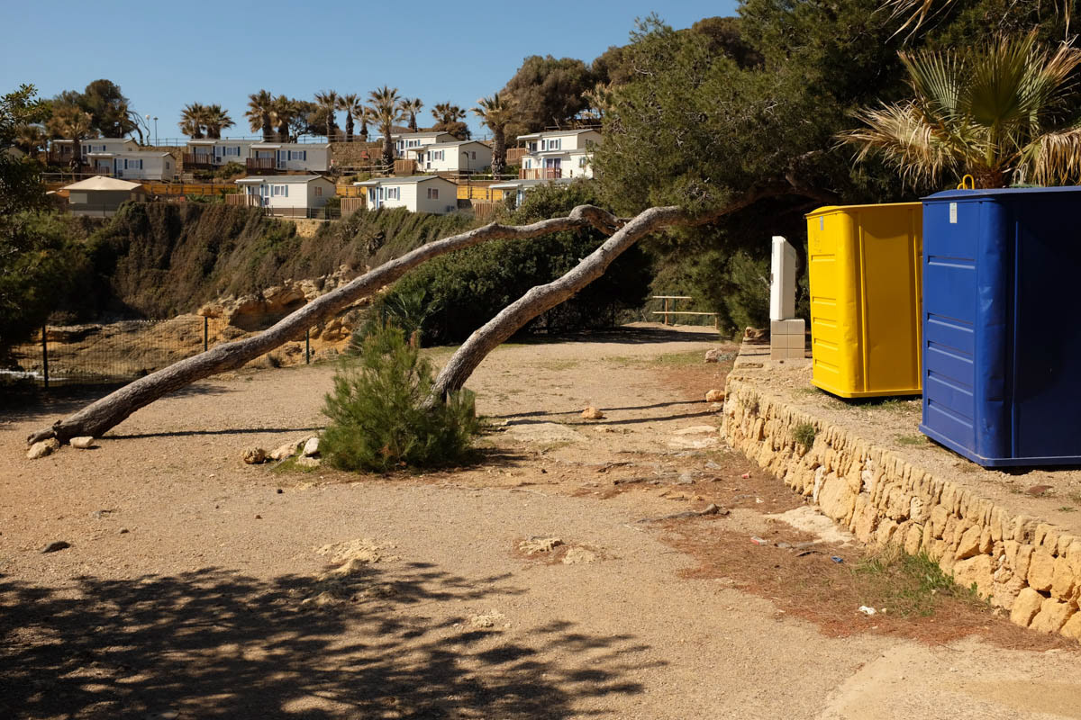 Wind blown trees. Tarragona, Spain, April 2022