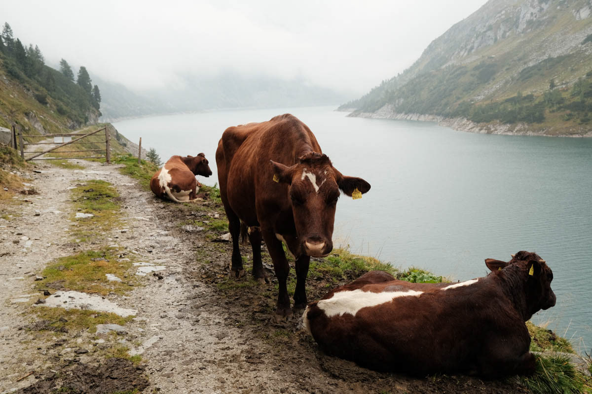 Alpine cows in Hohe Tauern, Austria, September 2021