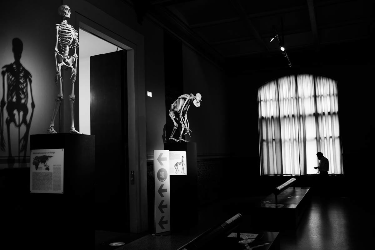 Natural History Museum of Berlin, June 2021