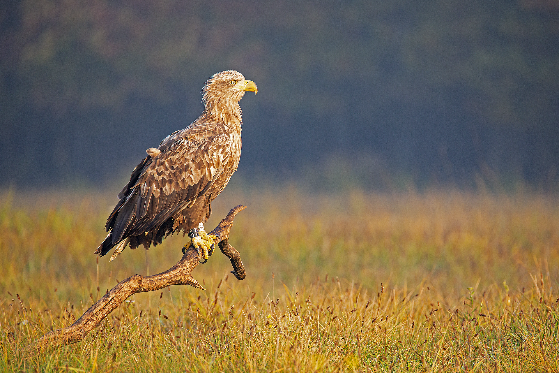 White-tailed eagle. Northern Mazovian, Poland.