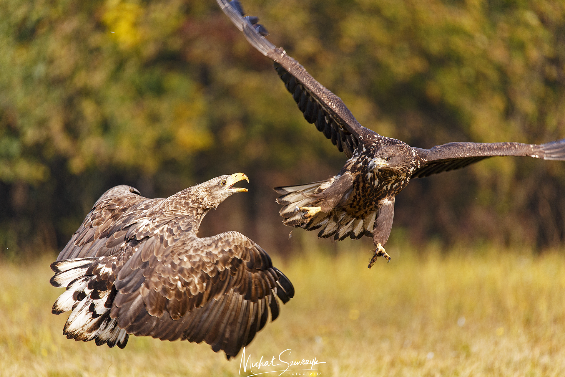 White-tailed eagle. Northern Mazovian, Poland.