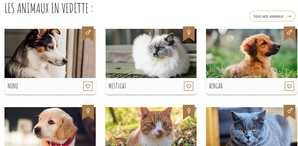 Présentations des Animaux à Adopter