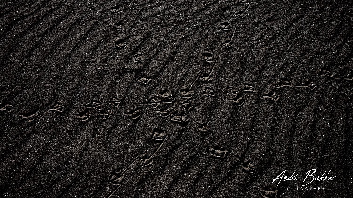 de Wadden / The Netherlands