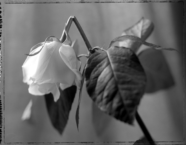 Princes Dianna white Rose Memorial Day