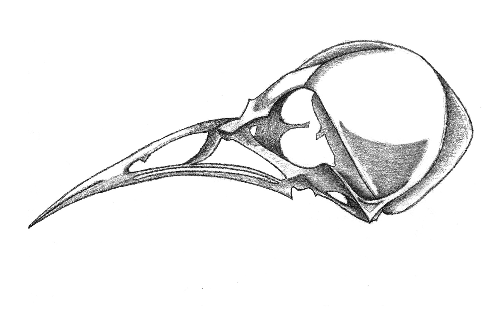 Bird Skeleton Head