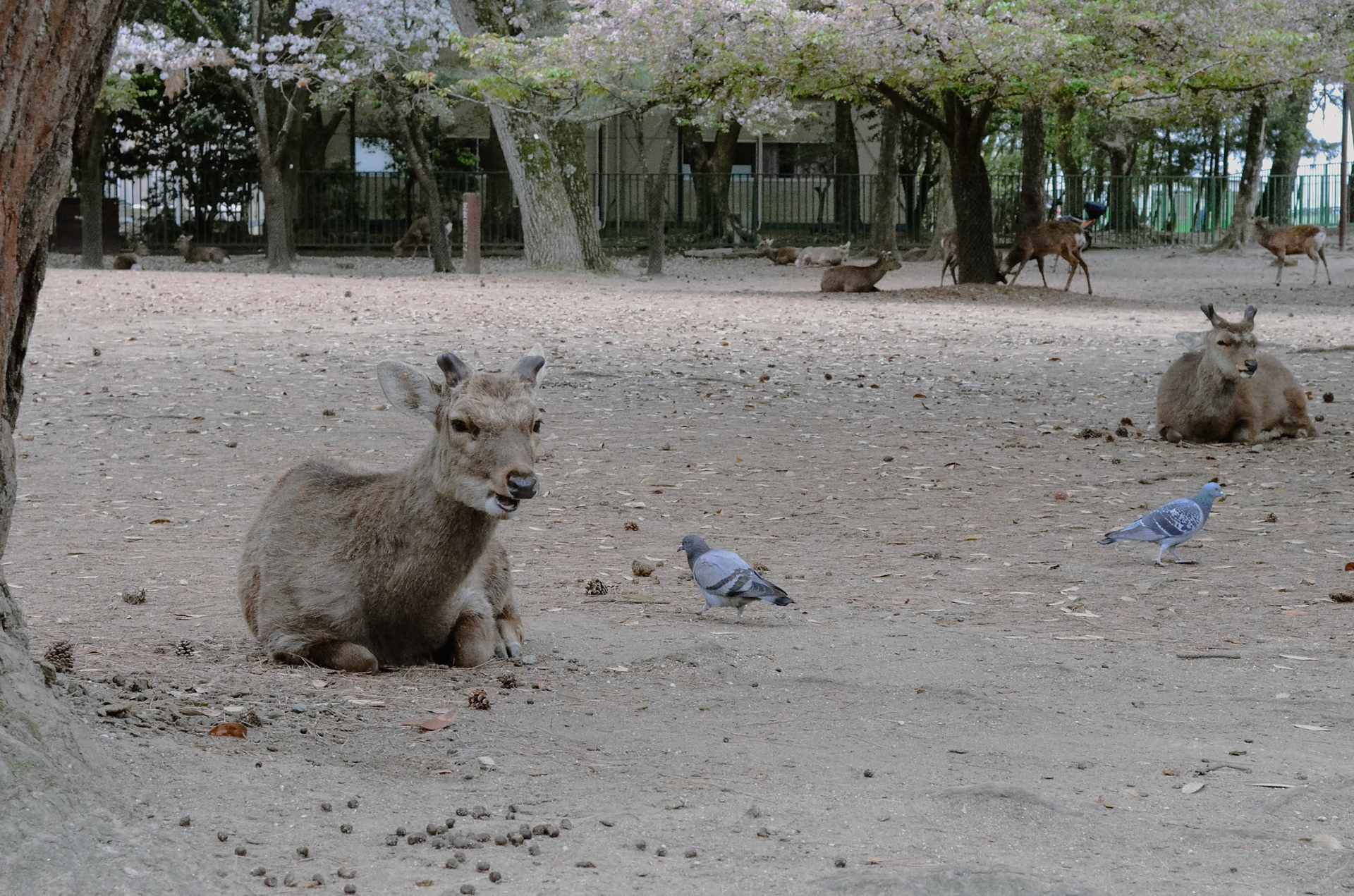 Deer, chilling under the trees, chewing cud and unbothered by the tourists.