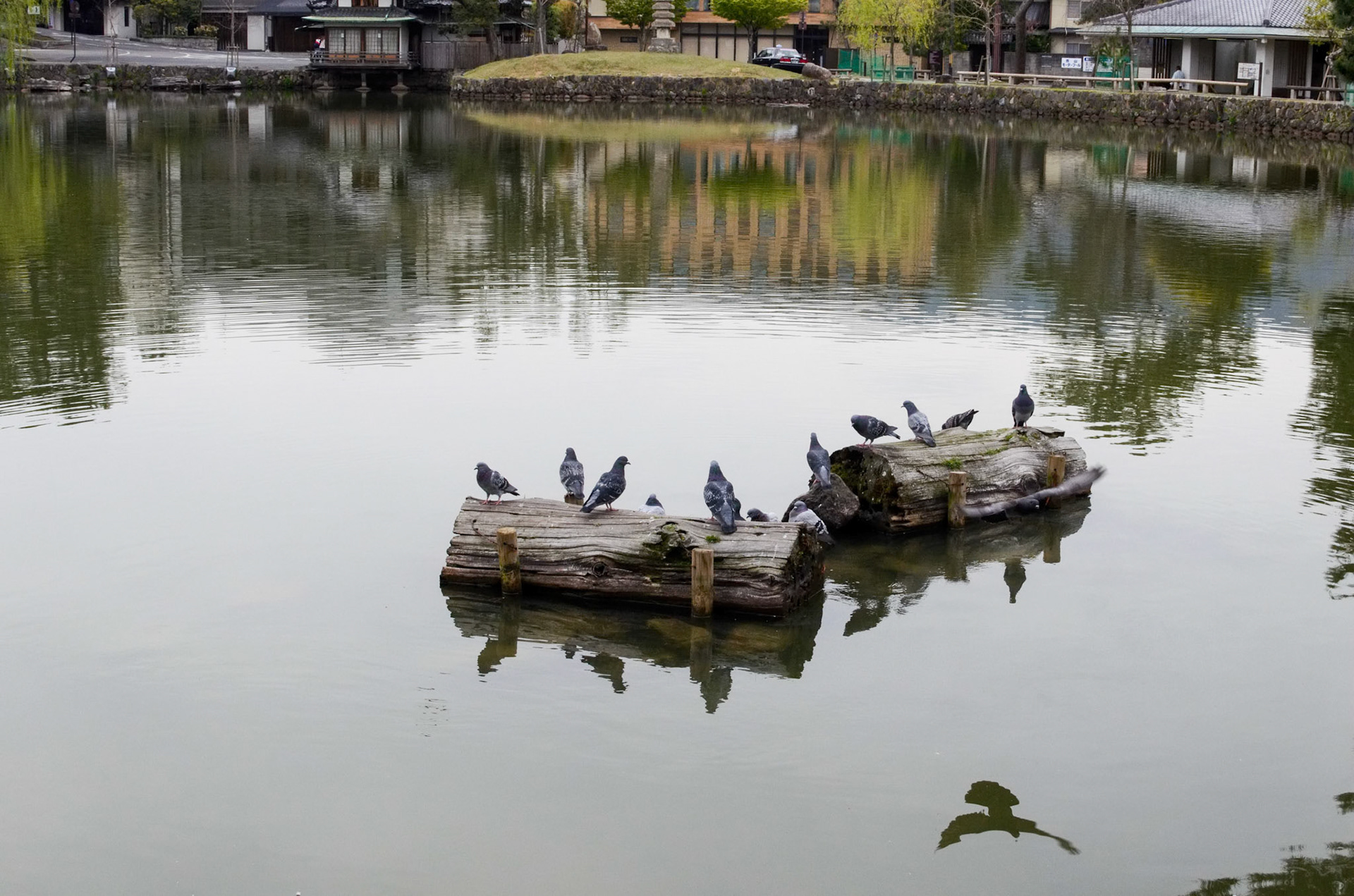 Nara Park, Nara, Japan  Nara, often known just for the bowing deer, hides some beautiful views as well. After visiting the deer, we circled Sarusawa Pond, watching the ducks glide and pigeons fly by while the Kofuku-ji Pagoda watched over us. Not much tourist yet since it was early in the morning. Just beautiful! (Plus, the deer are not as aggressive, since the deer food stalls are still closed.)  Taken with Nikon D5100