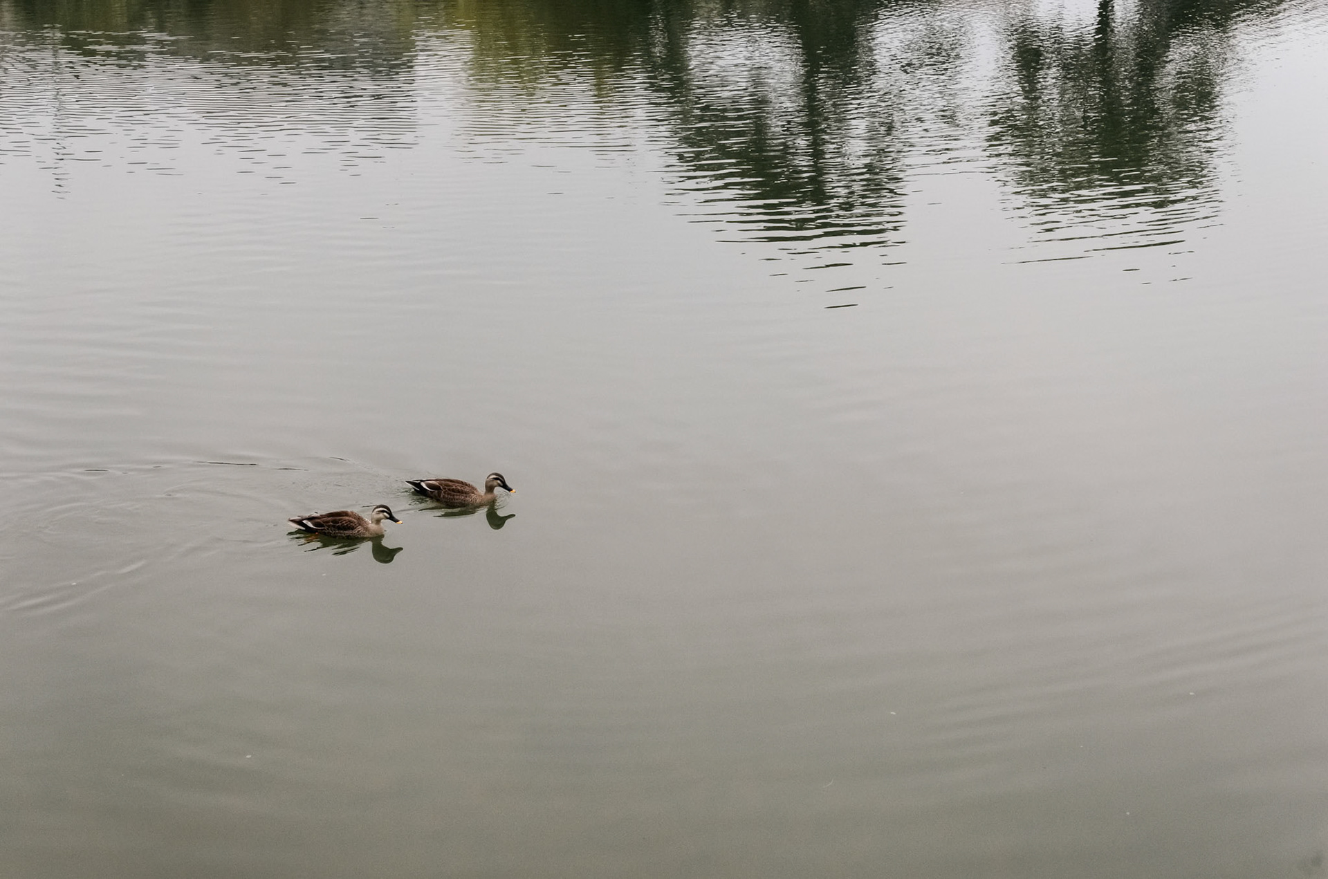 Nara Park, Nara, Japan  Nara, often known just for the bowing deer, hides some beautiful views as well. After visiting the deer, we circled Sarusawa Pond, watching the ducks glide and pigeons fly by while the Kofuku-ji Pagoda watched over us. Not much tourist yet since it was early in the morning. Just beautiful! (Plus, the deer are not as aggressive, since the deer food stalls are still closed.)  Taken with Nikon D5100