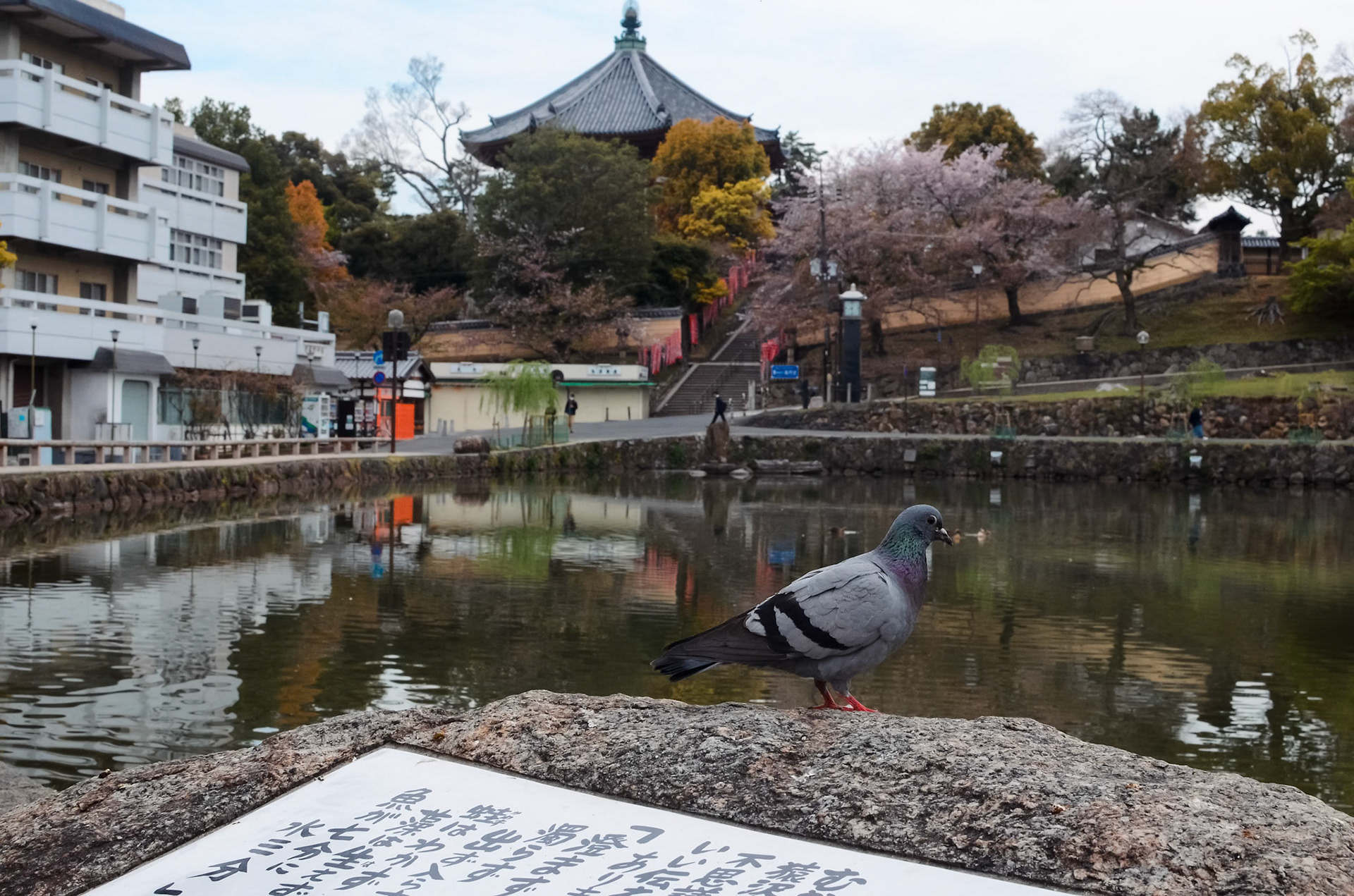 Nara Park, Nara, Japan  Nara, often known just for the bowing deer, hides some beautiful views as well. After visiting the deer, we circled Sarusawa Pond, watching the ducks glide and pigeons fly by while the Kofuku-ji Pagoda watched over us. Not much tourist yet since it was early in the morning. Just beautiful! (Plus, the deer are not as aggressive, since the deer food stalls are still closed.)  Taken with Nikon D5100