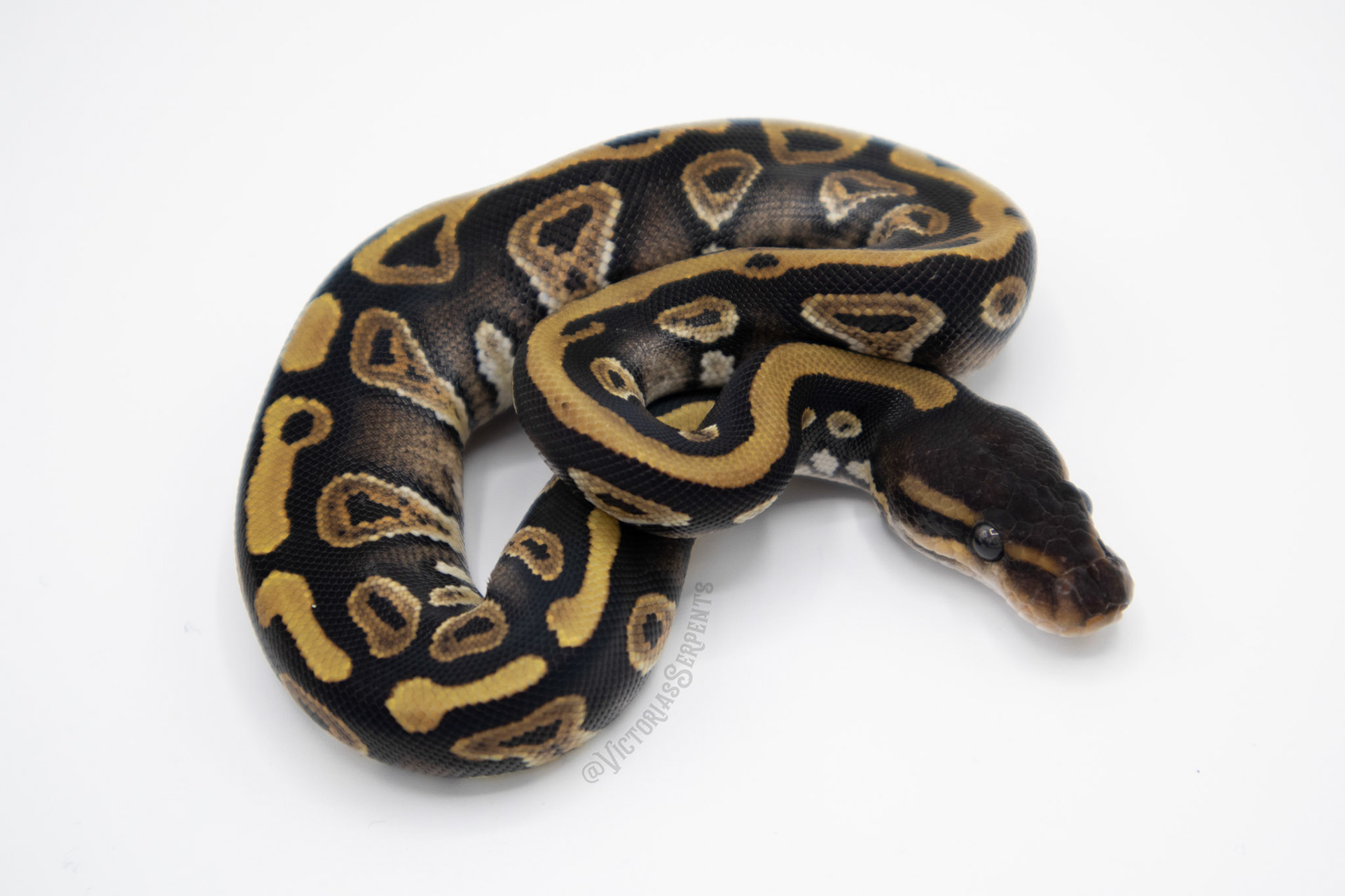 1.0 Mahogany Mystic 50% het Pied (#VS21-01-5)