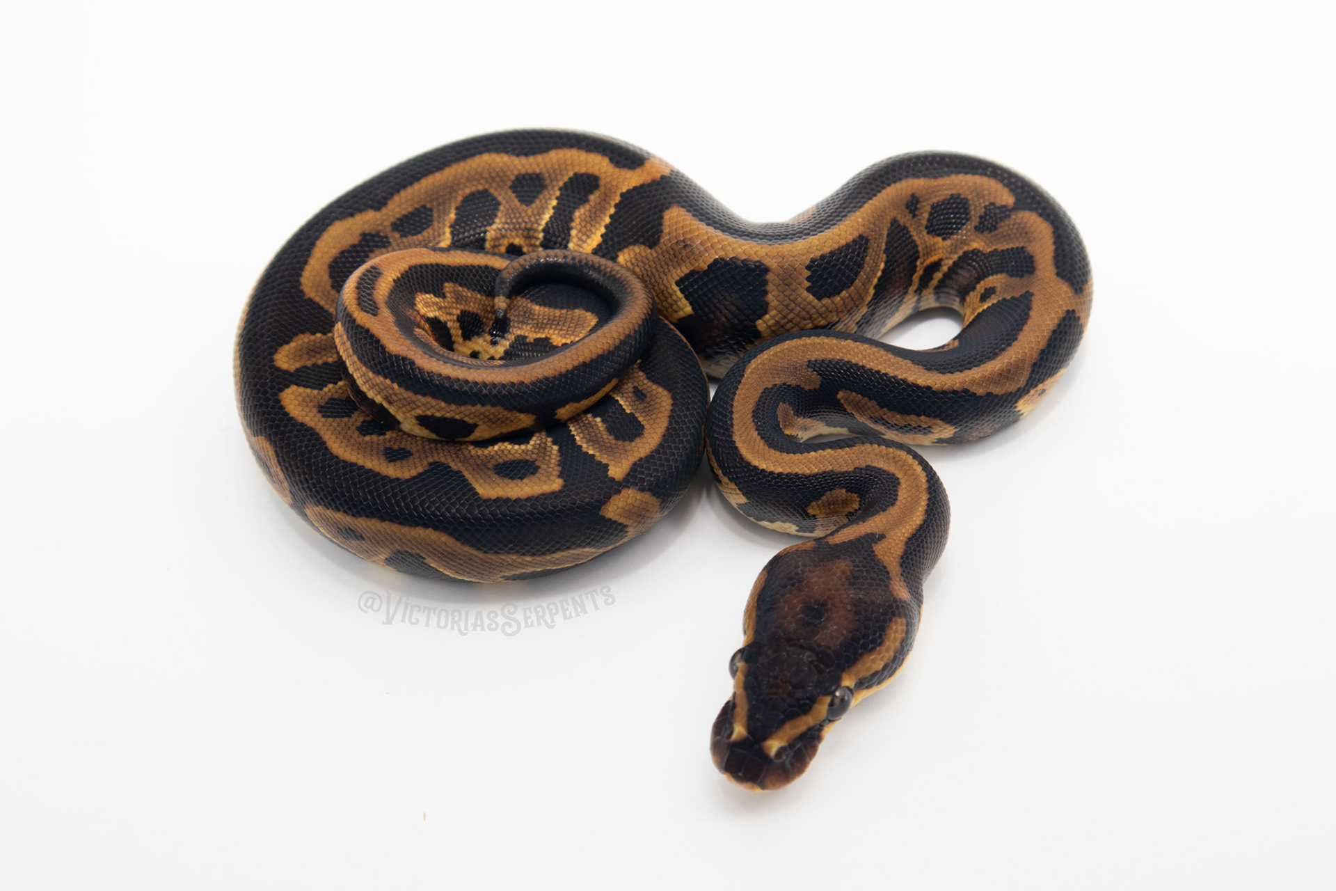0.1 Leopard het Clown 50% DH Monarch Pied